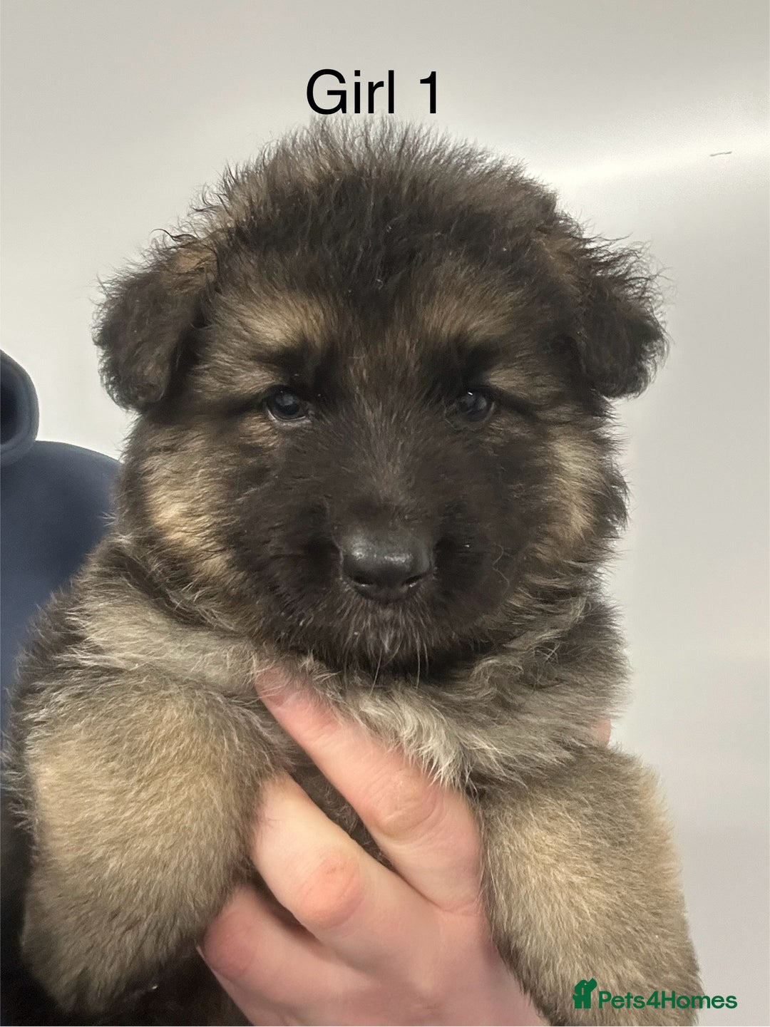 German Shepherd dogs for sale: Traditional Long Coat, Straight backed GSD Puppies - Advert 3