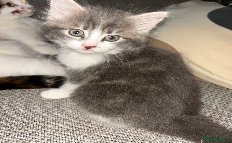 Mixed Breed cats - Advert 1