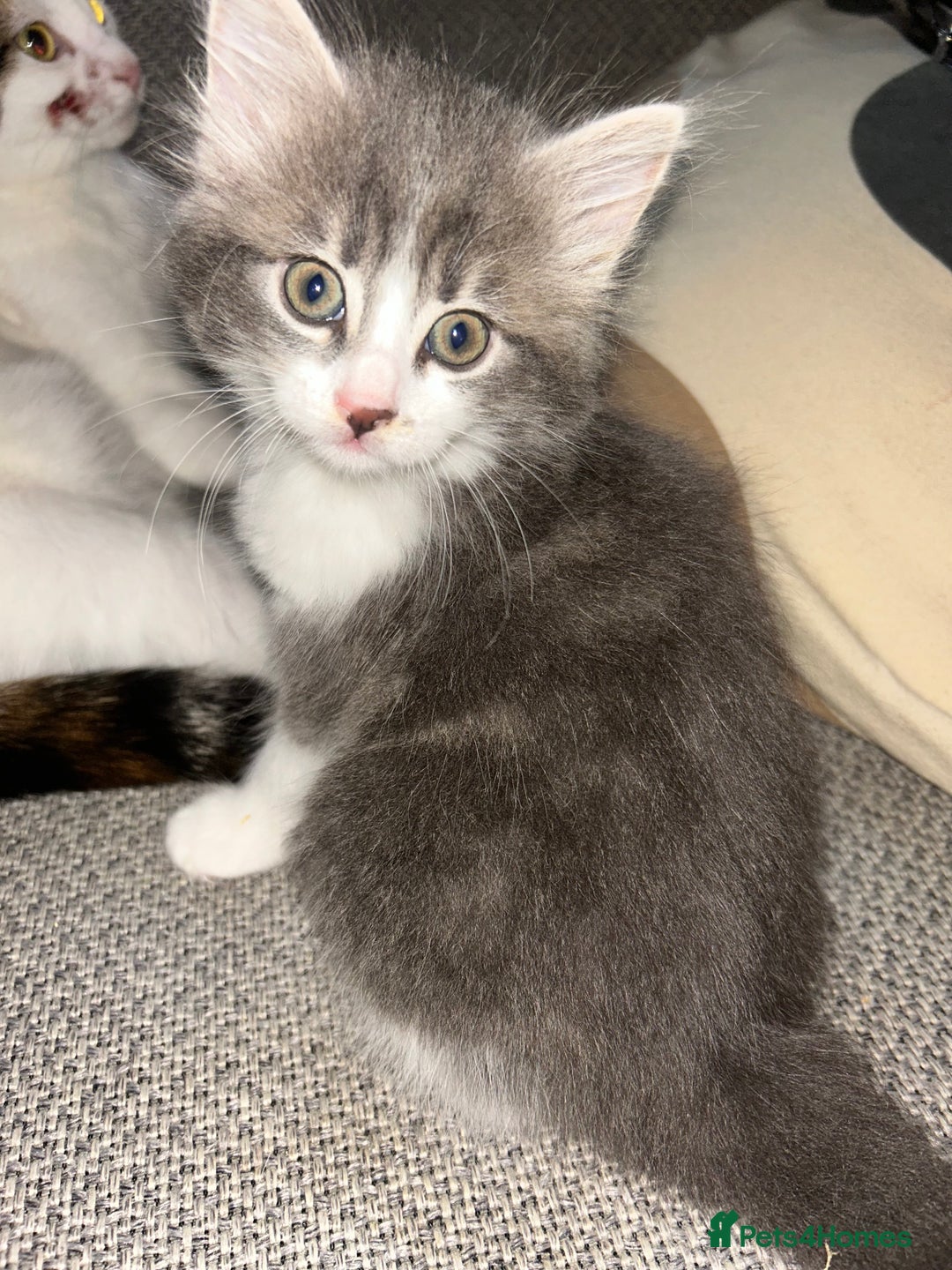 Mixed Breed cats for sale: 4 female kittens  - Image 1