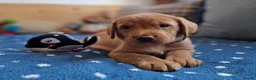 Springador dogs for sale: Wonderful Springador Puppies  - Advert 29