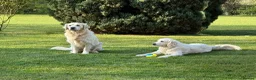 Golden Retriever dogs for sale: Beautiful Golden Retriever Puppies Expected June in Newark - Advert 9