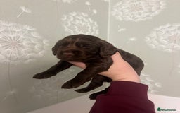 Cocker Spaniel dogs for sale: 🐾 English Cocker spaniel puppies for sale 🐾 - Advert 3