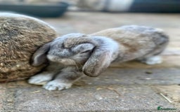 Mini Lop rabbits for sale: 4 x Beautiful Mini Lops for sale - Image 3