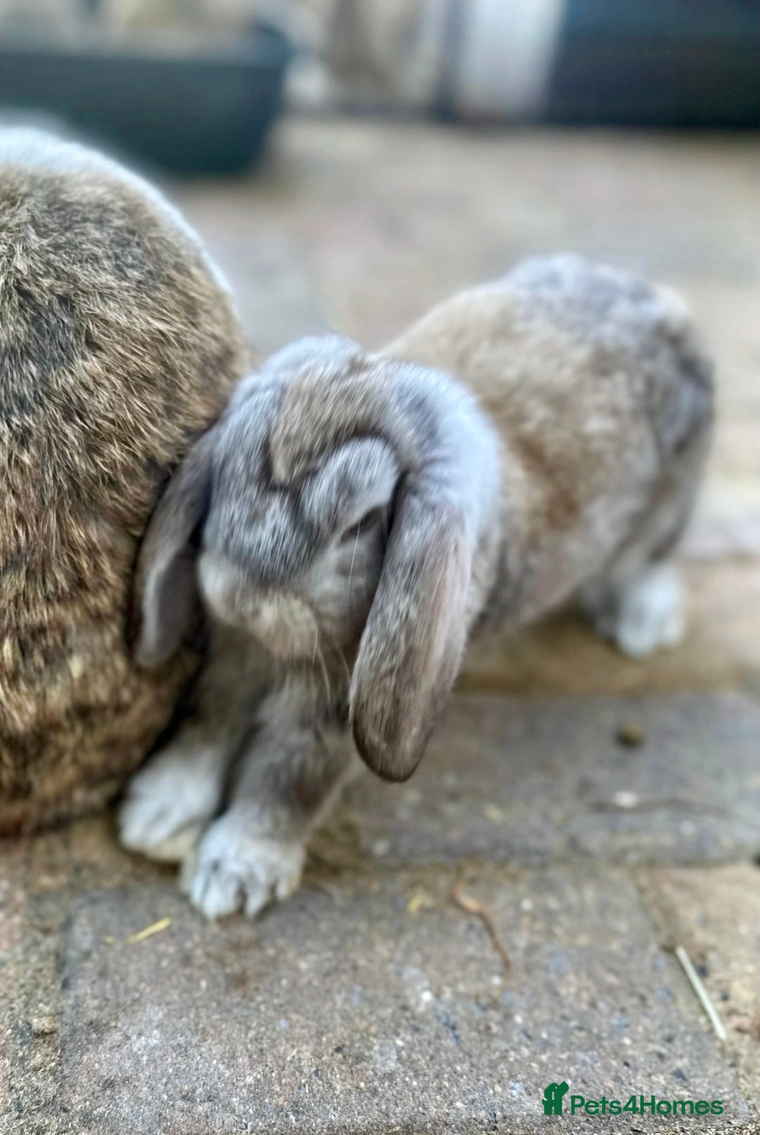 Mini Lop rabbits for sale: 4 x Beautiful Mini Lops for sale - Image 3