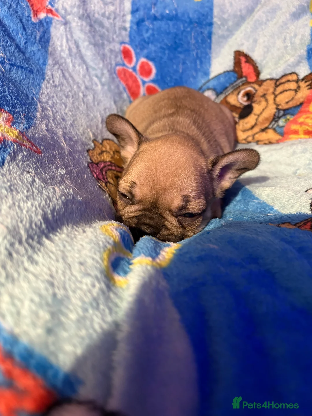 French Bulldog dogs for sale: French Bulldog Puppies - Advert 31