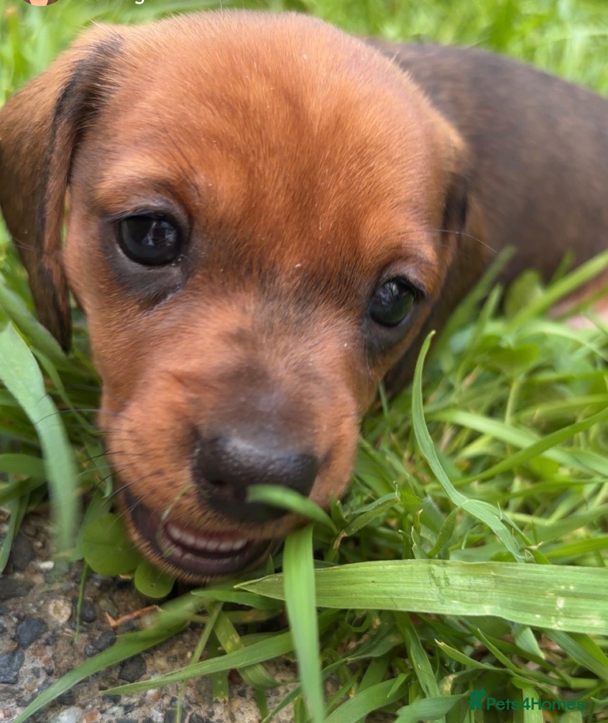 Miniature Dachshund dogs for sale: Beautiful dachshund pups only 2 left - Advert 2