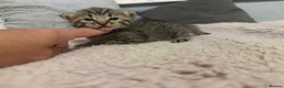 Mixed Breed cats for sale: Kittens mixed  - Advert 3
