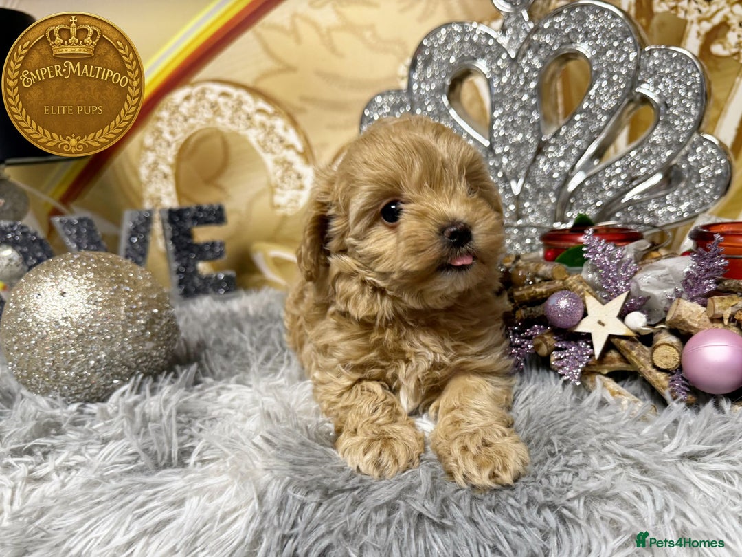 Maltipoo dogs for sale: Adorable maltipoo girl ready now - Advert 8