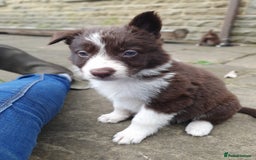 Border Collie dogs for sale: Beautiful farmhome bred Red and white Collies - Image 14