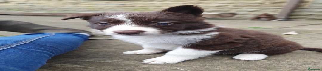 Border Collie Puppy 5