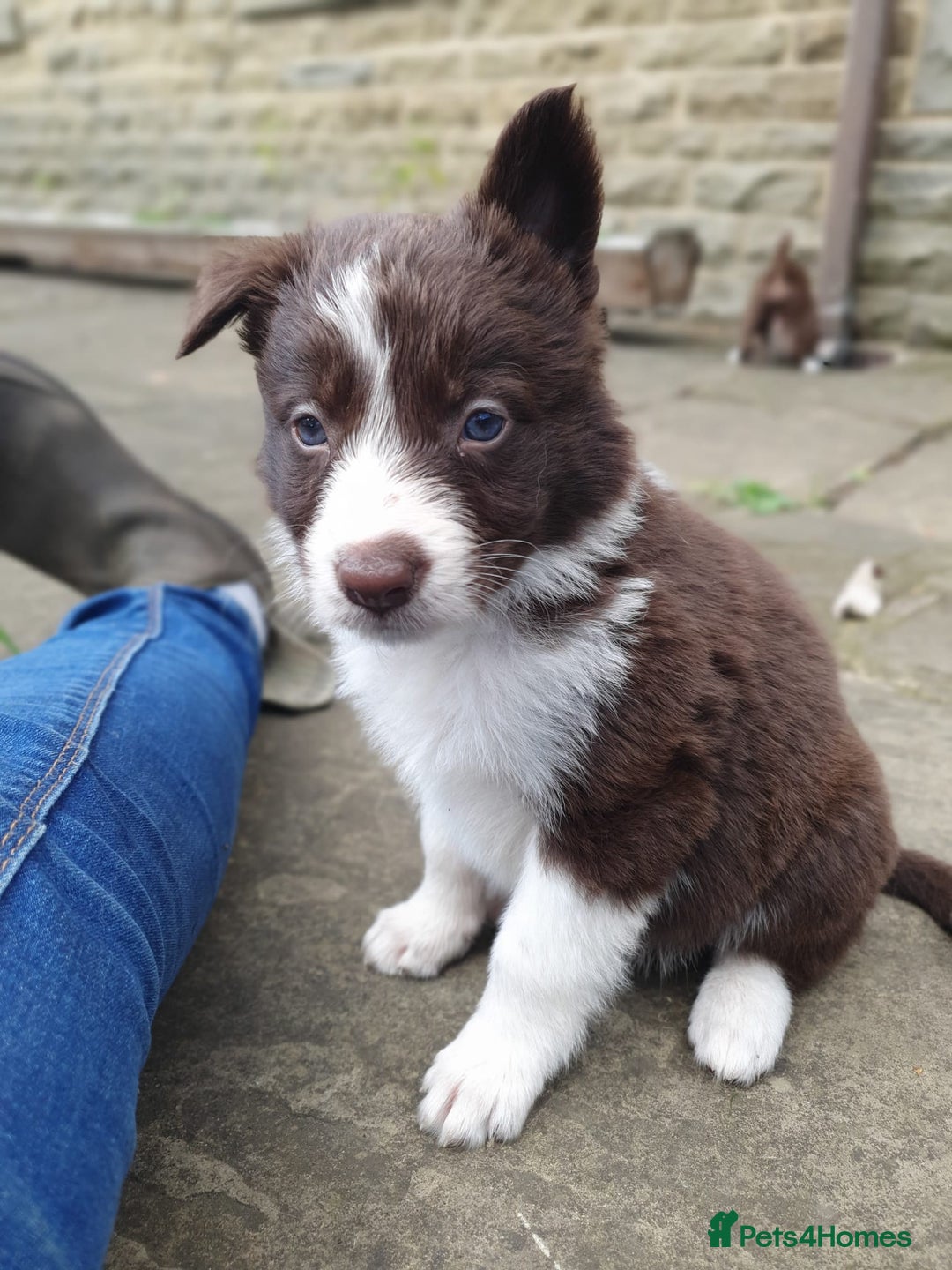 Border Collie dogs for sale: Beautiful farmhome bred Red and white Collies - Image 14
