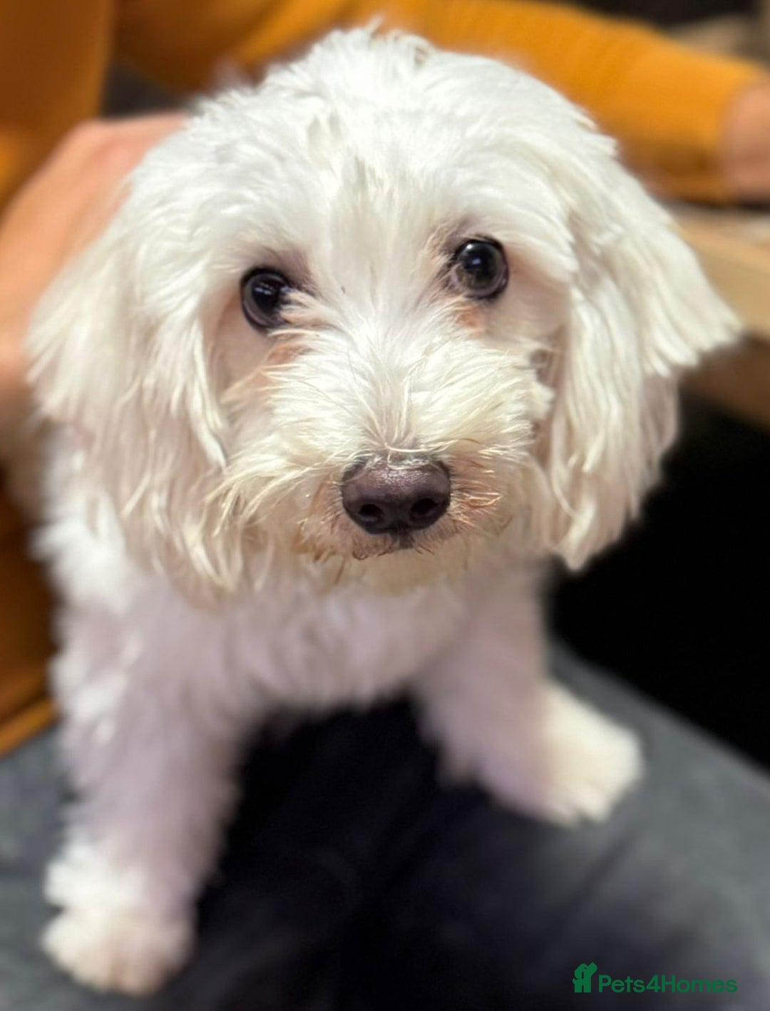 Bichon Frise dogs for adoption: Meet PACO - a Lovely little boy, for a Loving Home - Advert 12