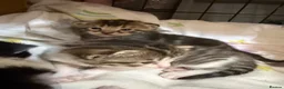 Mixed Breed cats for sale: 3 kittens for sale  - Advert 4