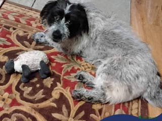 Mixed Breed dogs Meet Binks, currently residing in Surrey - Advert 2