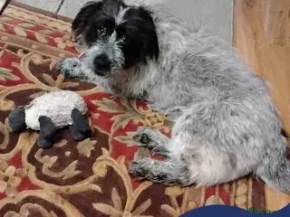 Mixed Breed dogs Meet Binks, currently residing in Surrey - Advert 20