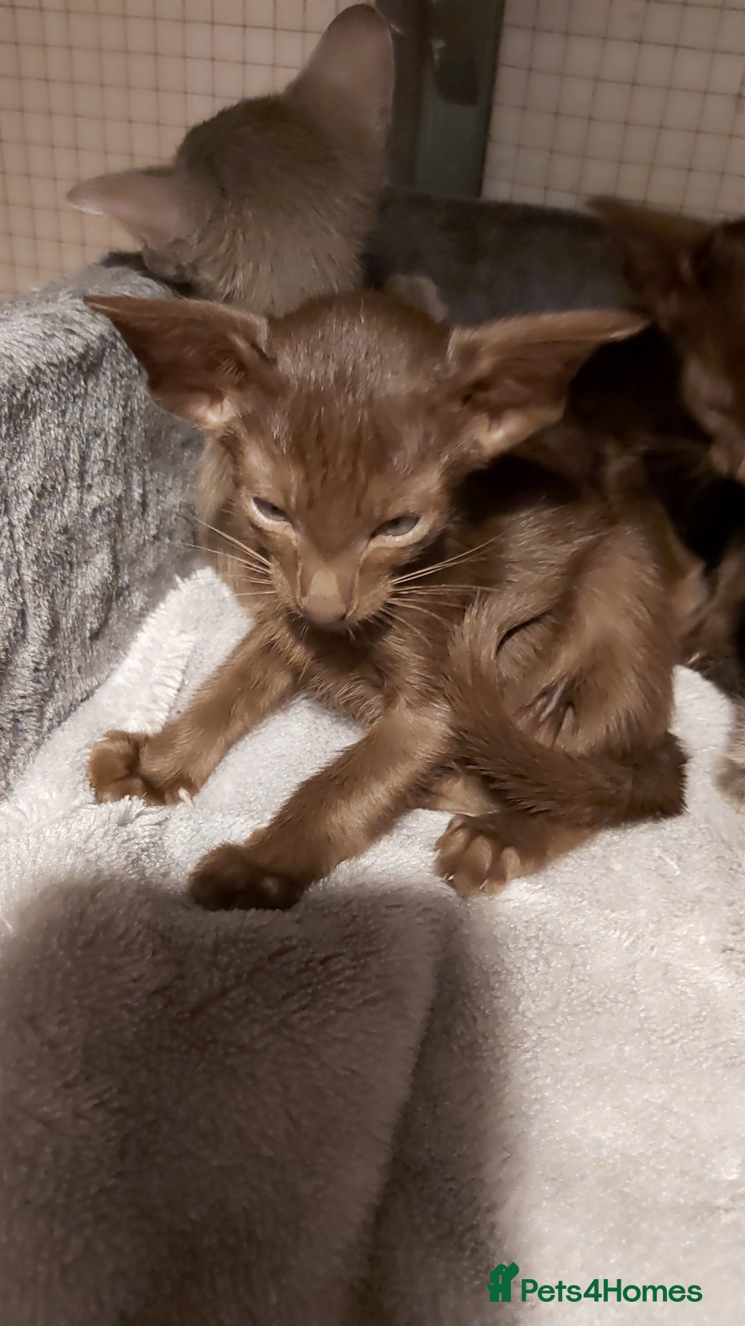 Oriental cats for sale: Full Pedigree Oriental 6 Kittens XL size ears GCCF - Advert 12