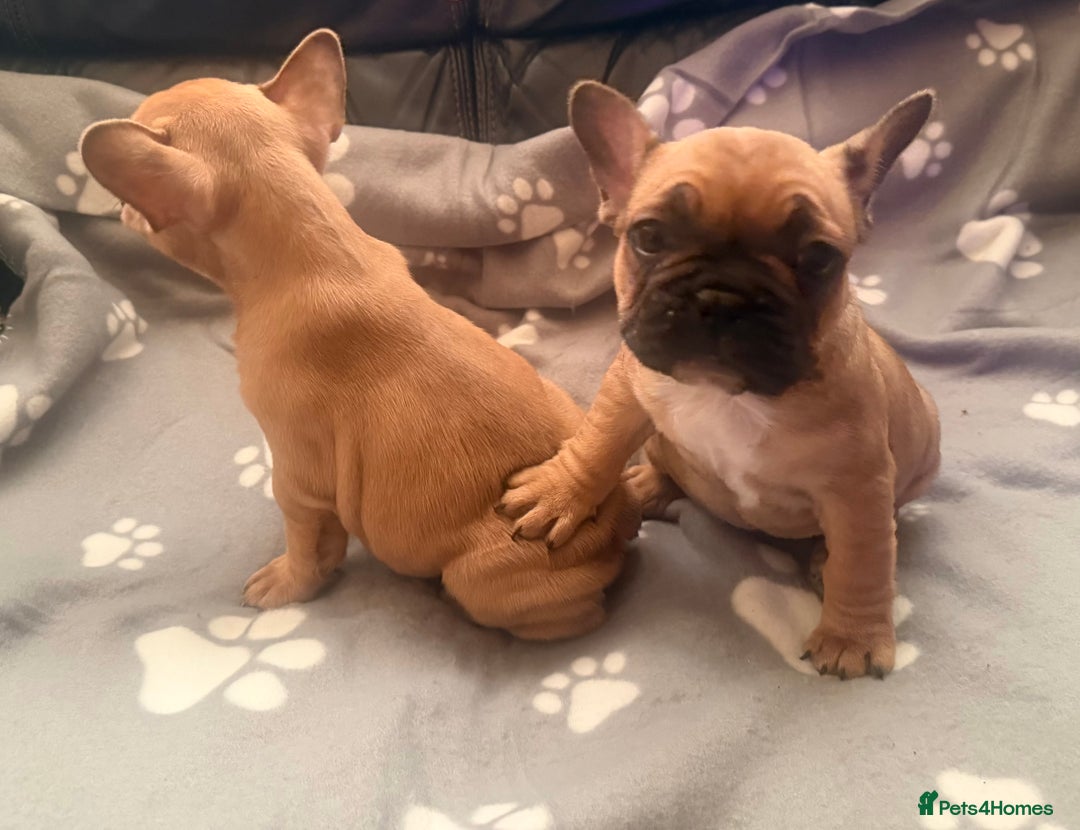 French Bulldog dogs for sale: Beautiful French Bulldog puppies for sale  - Image 7