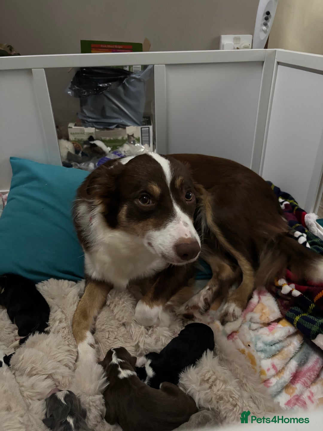 Border Collie dogs for sale: 4 border collie puppies - Advert 3