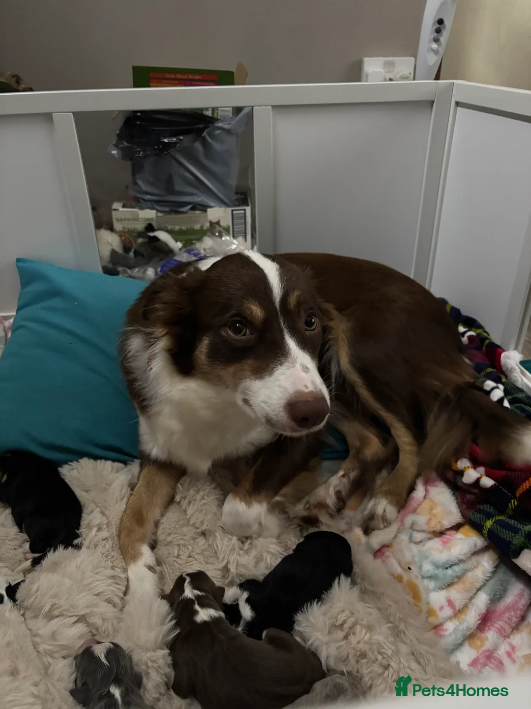 Border Collie dogs for sale: 4 border collie puppies - Advert 3