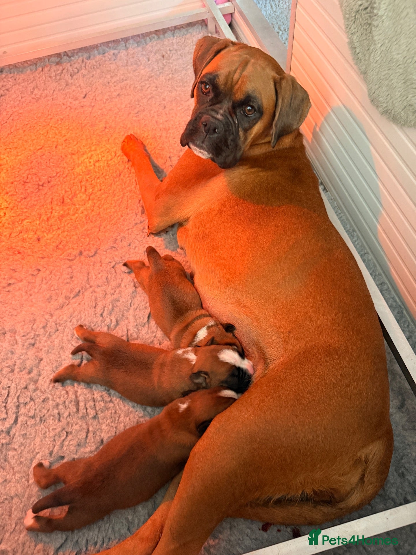 Boxer dogs 3 Red & White Boxer puppies available  - Advert 14