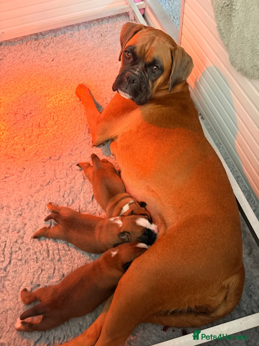 Boxer dogs for sale: 3 Red & White Boxer puppies available  - Advert 1