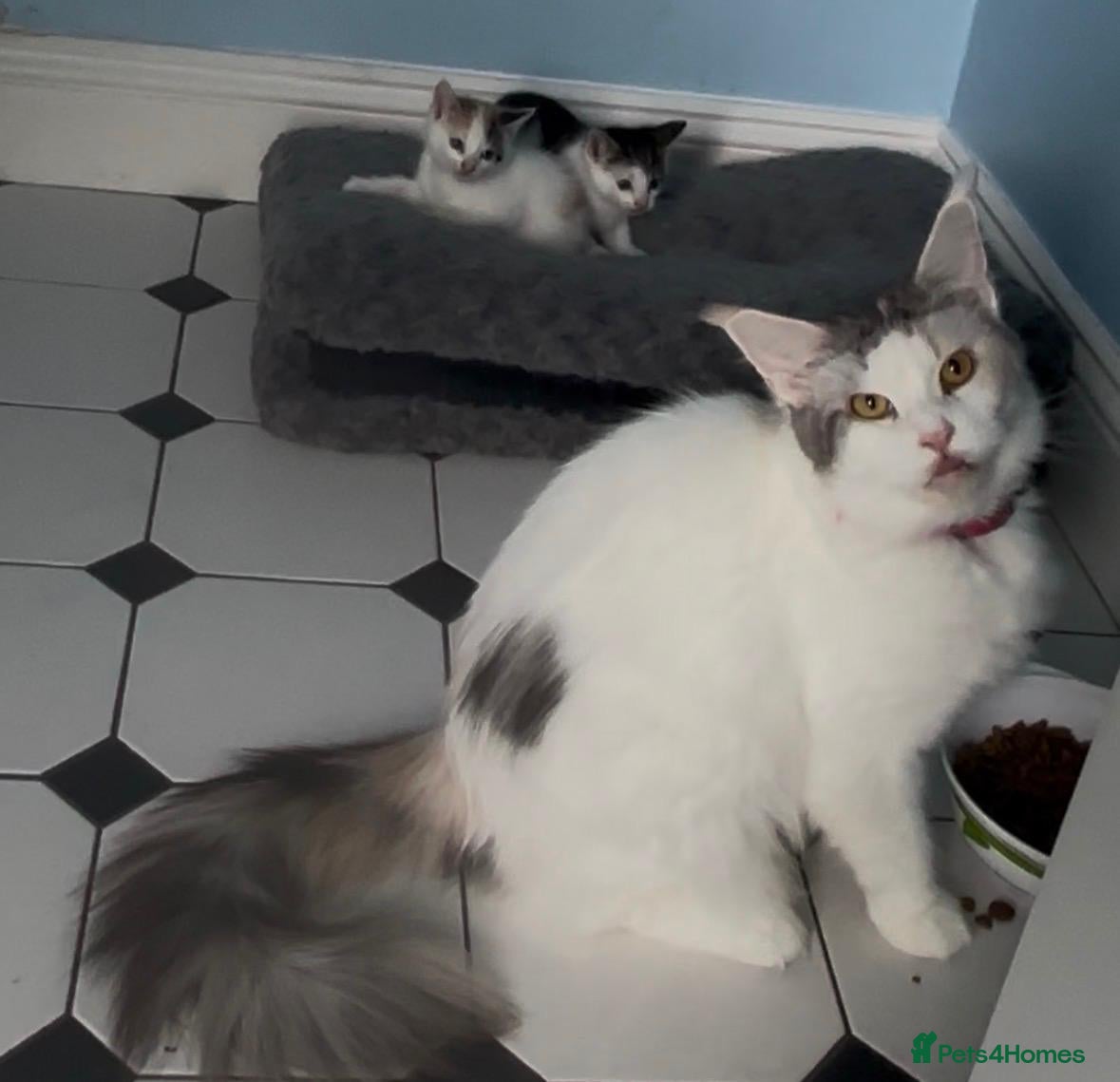 Mixed Breed cats Mainecoonx kittens  - Advert 11