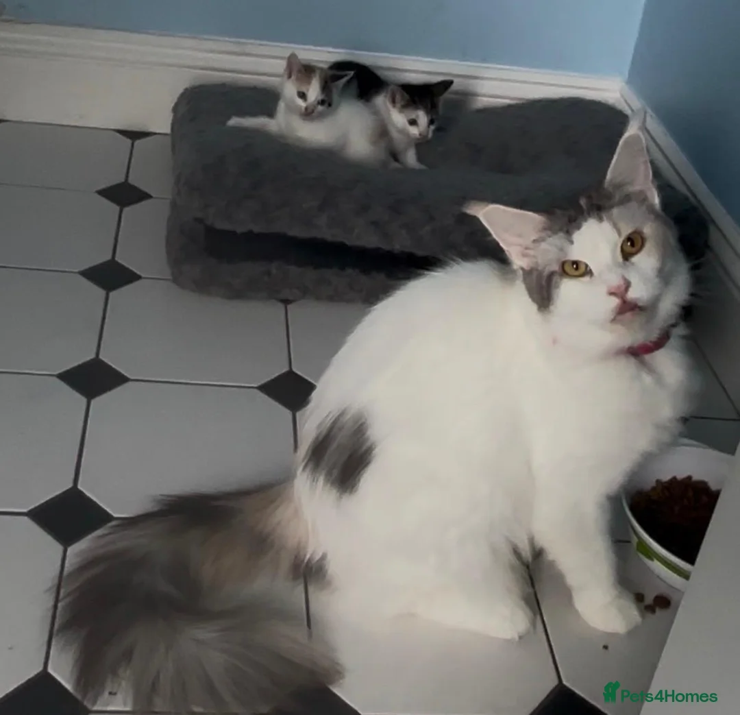 Mixed Breed cats for sale: Mainecoonx kittens  - Advert 1