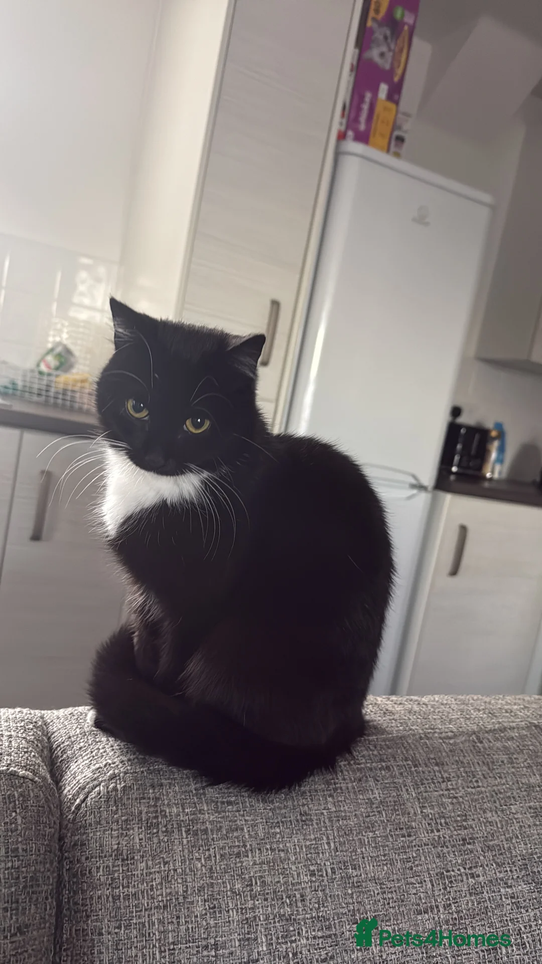 Mixed Breed cats for sale: Luna&tilly - Advert 4