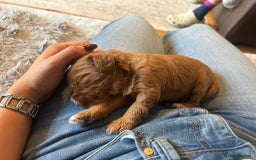 Cockapoo dogs for sale: Adorable F2b Cockapoo Puppies – Ready to Reserve  - Image 14