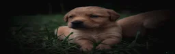 Goldador dogs for sale: Beautiful Red Goldador KC Reg Parents in Sleaford - Advert 6