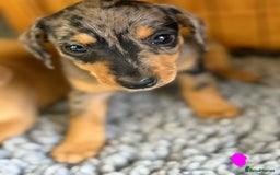 Mixed Breed dogs for sale: Dachshund x Jack russell - Image 4