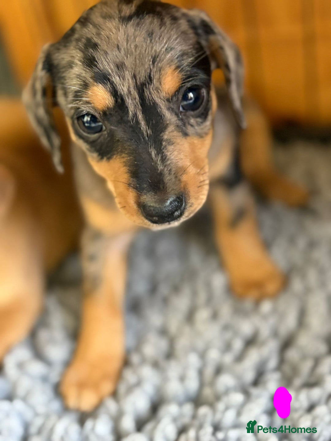 Mixed Breed dogs for sale: Dachshund x Jack russell - Image 4