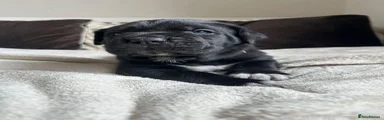 Cane Corso 3