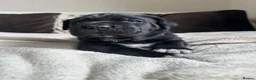 Cane Corso dogs for sale: Chunky cane corso pups ready for forever home in Edinburgh - Advert 9