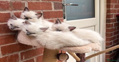 Ragdoll cats - Advert 12