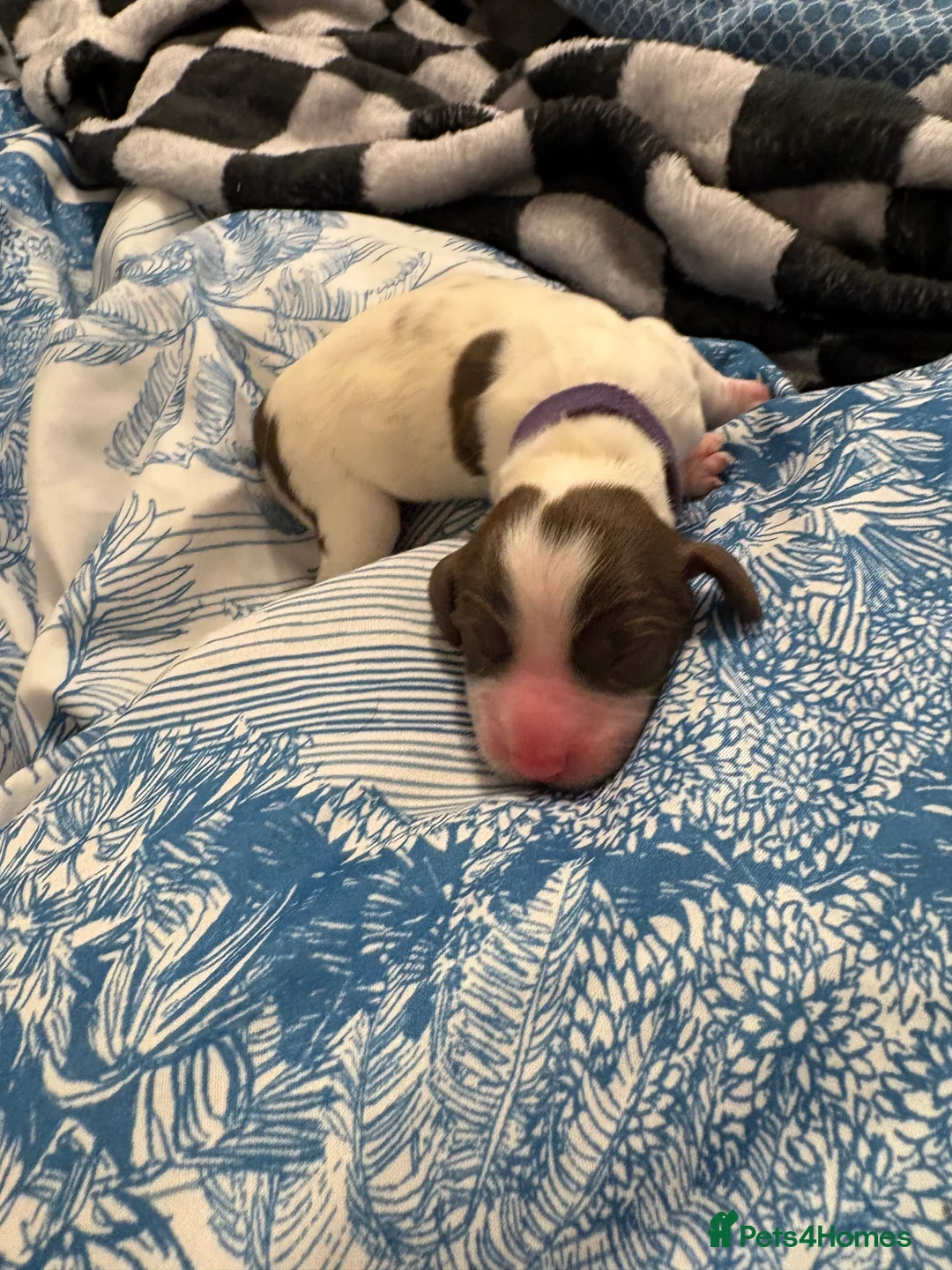 English Springer Spaniel dogs for sale: Spaniel puppies for sale  - Advert 9