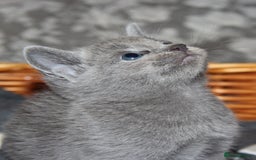 Russian Blue cats for sale: GCCF RUSSIAN BLUE KITTENS  💙🩷🐾 in Manchester - Image 2