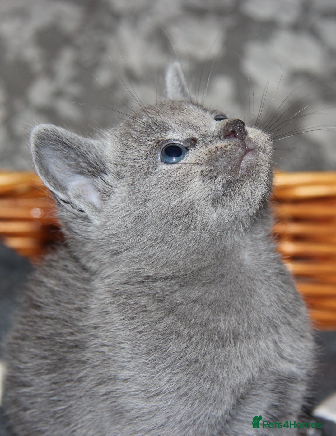 Russian Blue cats for sale: GCCF RUSSIAN BLUE KITTENS  💙🩷🐾 in Manchester - Image 2