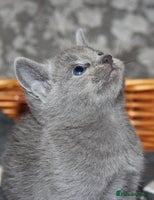 Russian Blue cats in Manchester - Advert 4