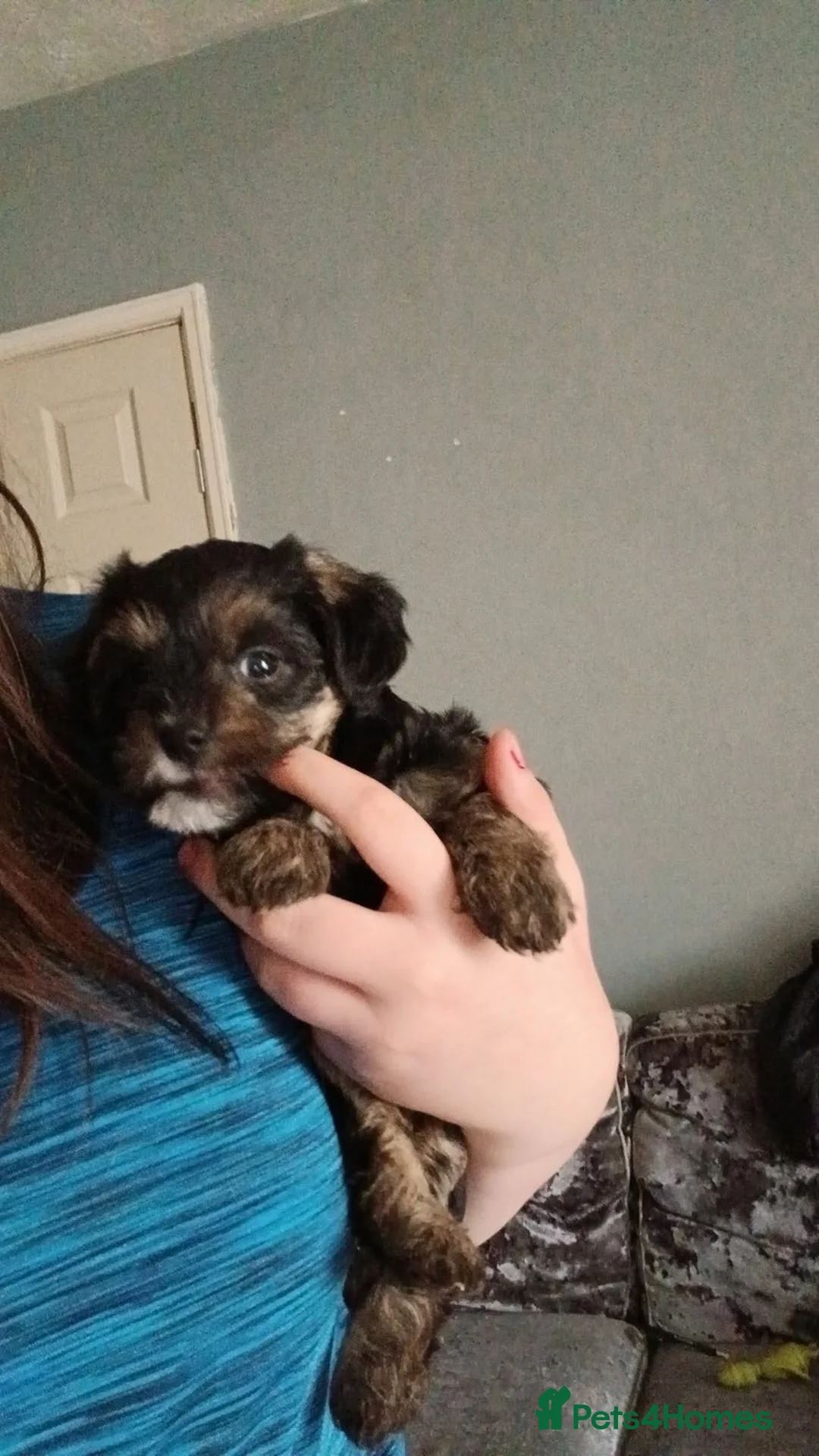 Mixed Breed dogs for sale: Puppy ready to go  - Advert 4