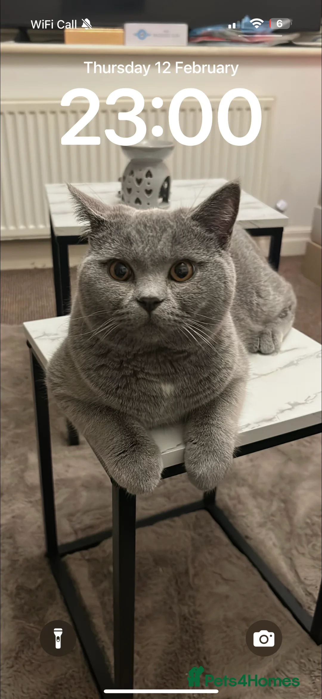 British Shorthair cats for sale: Pablo and Sienna  - Advert 2