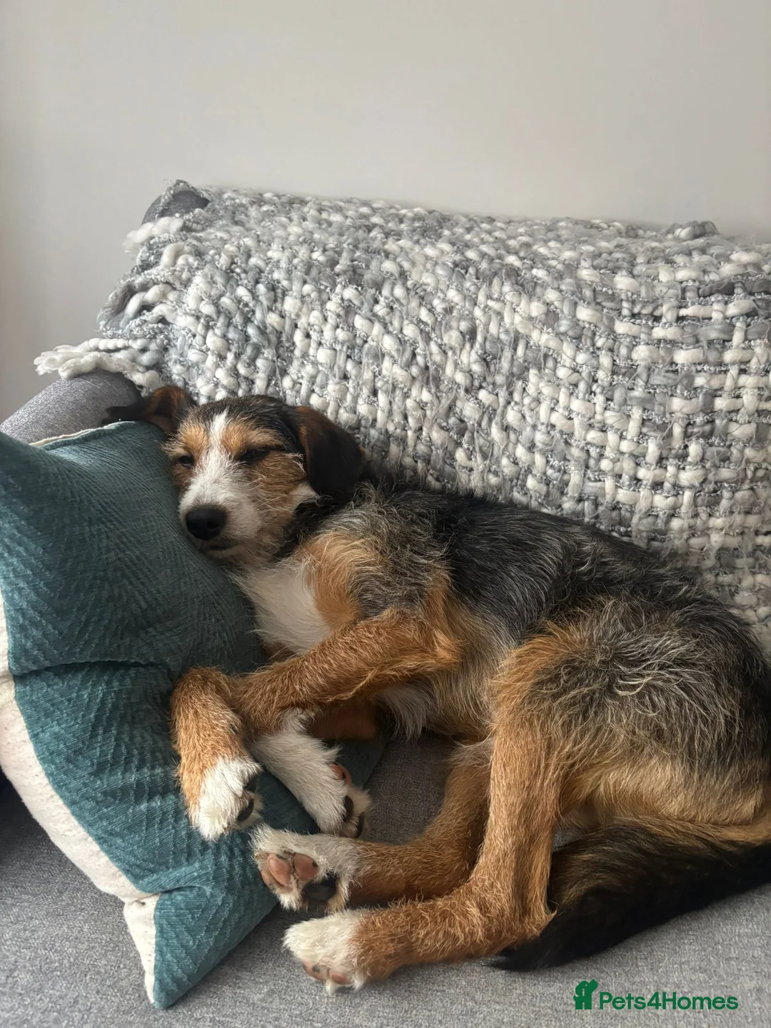 Mixed Breed dogs for sale: Ronnie - currently testing a new home  - Advert 2