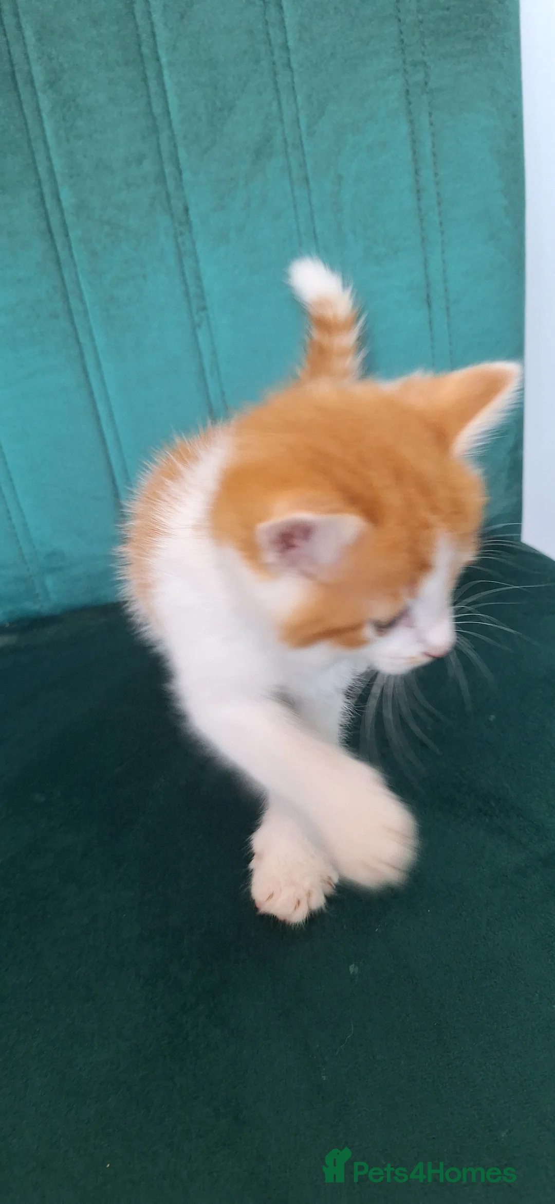 British Shorthair cats for sale: 4 Beautiful kittens for sale. in Redditch - Advert 2