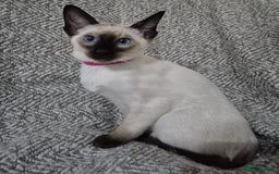 Siamese cats for sale: 1 Seal Point Siamese Kitten GCCF registered  - Image 3