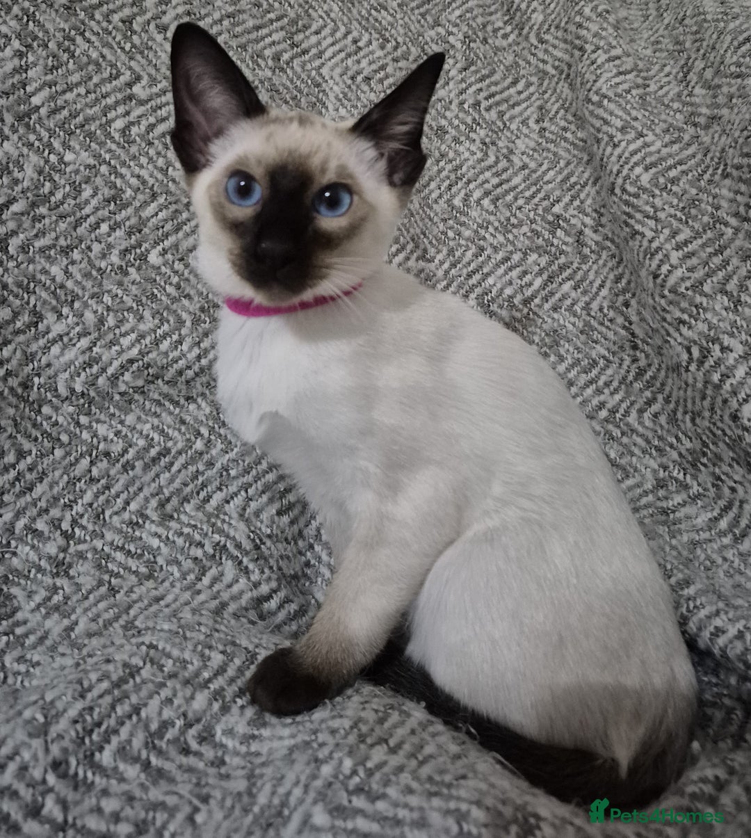 Siamese cats for sale: 1 Seal Point Siamese Kitten GCCF registered  - Image 3