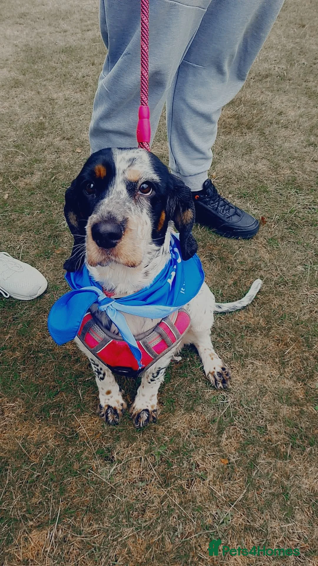 Mixed Breed dogs for sale: Last 2 bocker puppies  - Advert 2