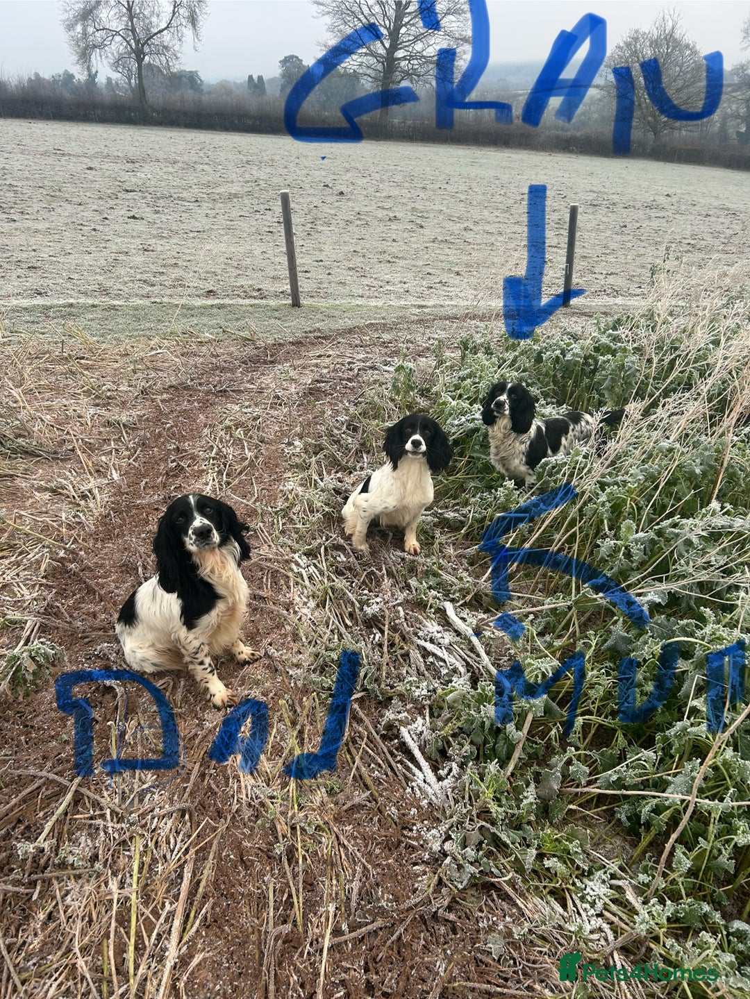 English Springer Spaniel dogs for sale: Springer pups for sale, ready next week - Image 2