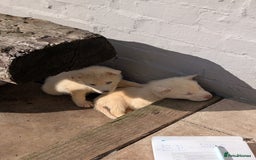 Siberian Husky dogs for sale: 5 Syberrian Husky puppies - Image 11
