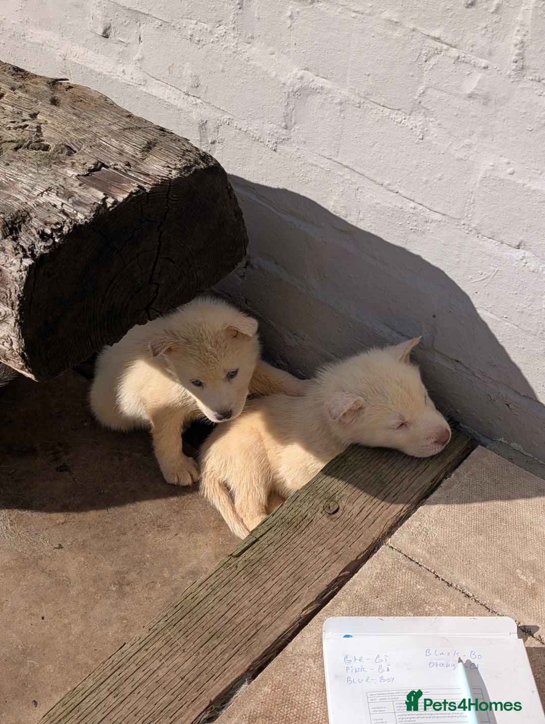 Siberian Husky dogs for sale: 5 Syberrian Husky puppies - Image 11