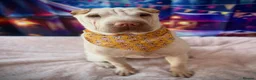 Shar Pei dogs for sale: Shar-pei in Washington - Advert 21